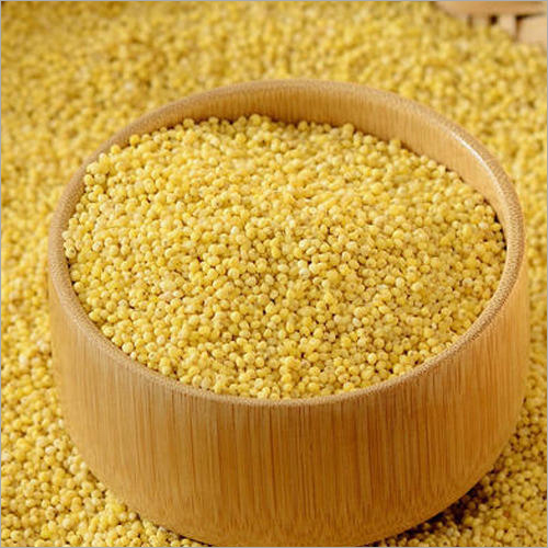 Solid Yellow Millet
