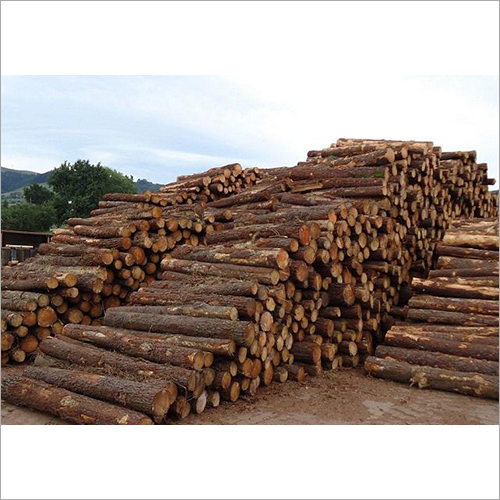 Timber Wood Raw Material