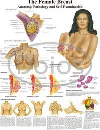 OBG Gynea charts