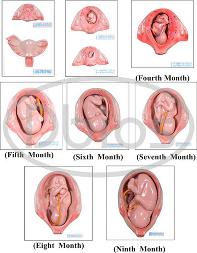 Nursing Models Study Material