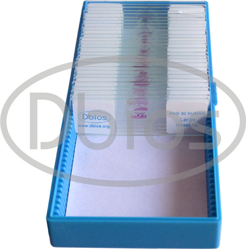 Histology Slides - Color: White Blue