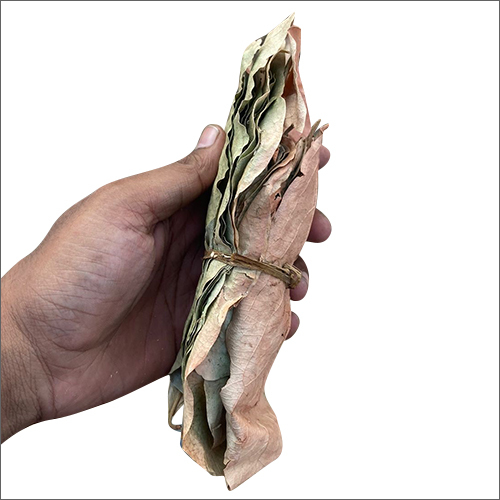 Dry Tendu Leaves - Diospyros Melanoxylon RoxB Ideal for Beedi Wrappers Requires Dry Storage Suitable for Commercial Use