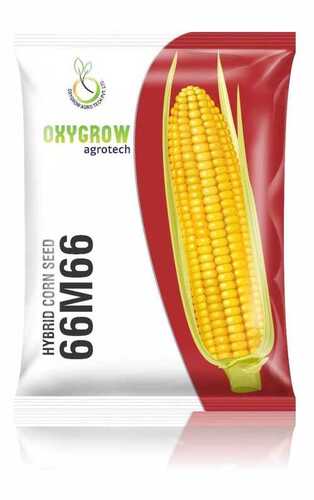Hybrid 66 M 66 Signal Crass Corn Seeds By GANDHI GLOBAL EXIM