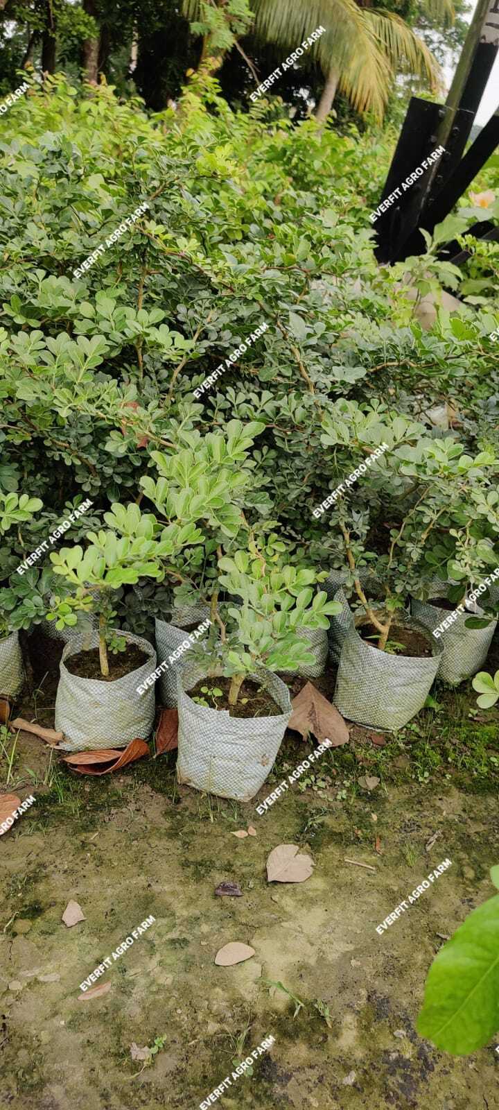 Thai Wood apple/bell plants
