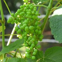 Green Grapes Plants