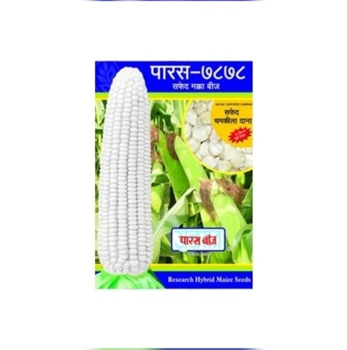White Hybride Maize seeds By GANDHI GLOBAL EXIM