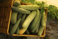 FB-Madhur F1 Hybrid Cucumber Seeds