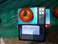 FB-Madhav F1 Hybrid Tomato Seeds