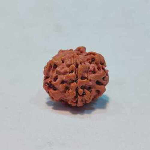 1 Mukhi Round Nepali Rudraksha (undeveloped)