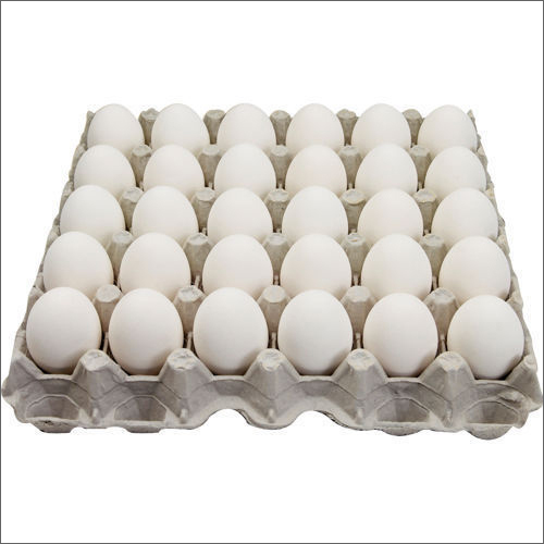 High Protein White Egg