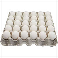High Protein White Egg