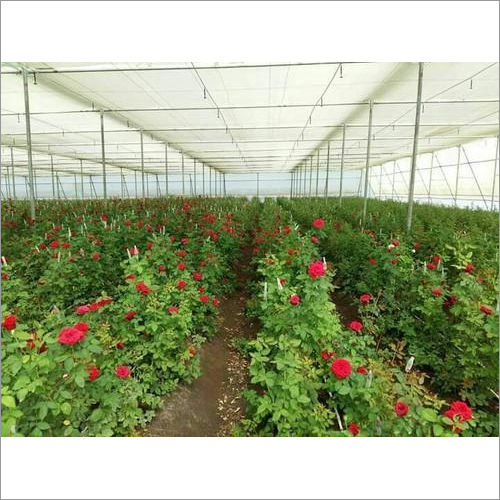 Rose Plant Size: Customized