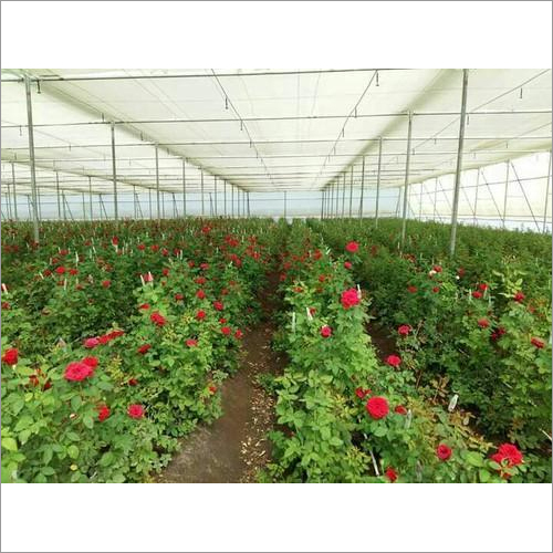 Rose Plant