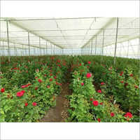 Rose Plant
