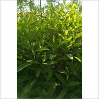 White Sandal Plant