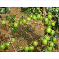 Apple Ber Plant