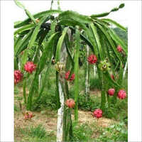 Dragon Fruit Plant