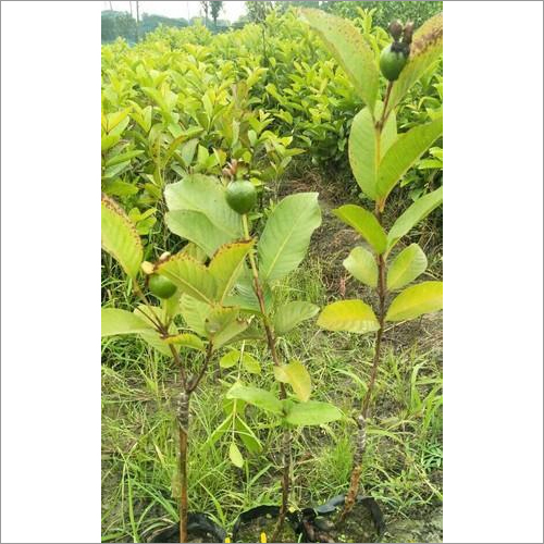 Green Guava Plant