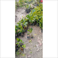 Jackfruit Plant