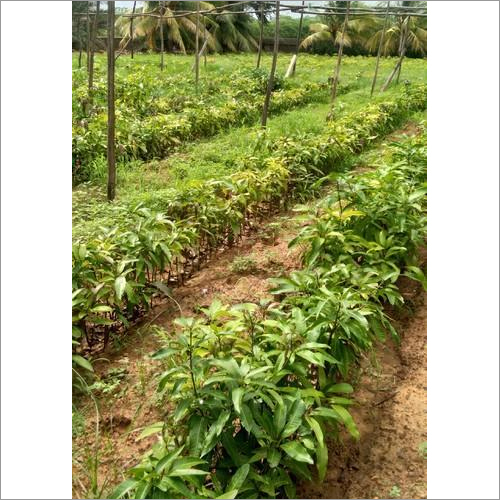 Mango Plant