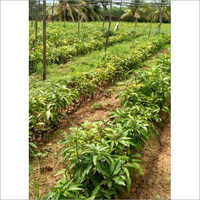 Mango Plant