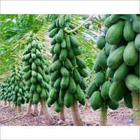 Papaya Plant