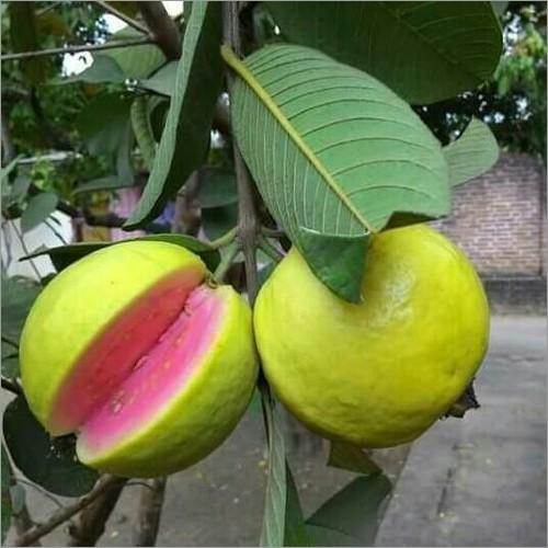 Perennial Natural Tai Pink Plant