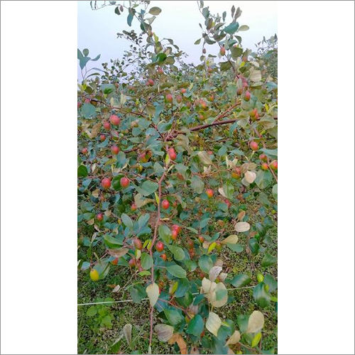 Natural Apple Bor Kasmiri Plant Size: Customized