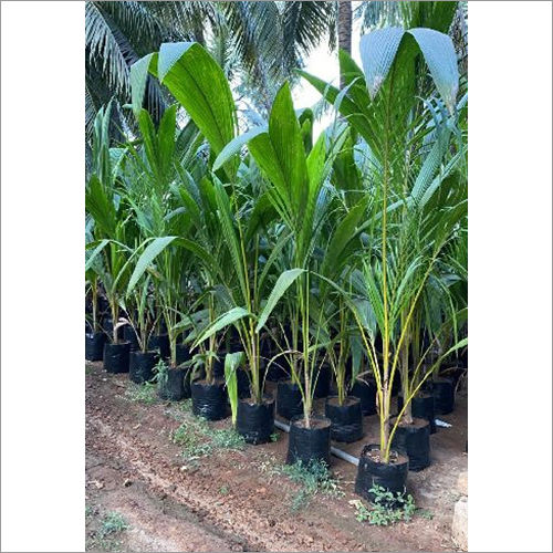 Natural Coconut Big Plant