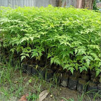 Natural Miliya Dibhiya Plant