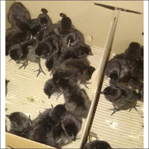 Zed Black Kadaknath Chicks