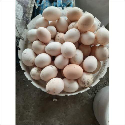 Sonali Hatching Eggs By A TO Z POULTRY SOLUTION
