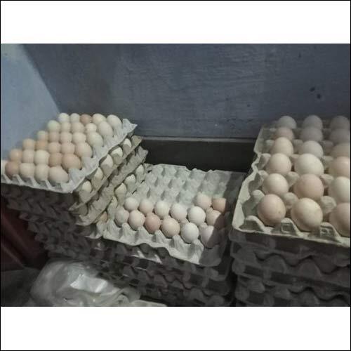 Chicken Eggs