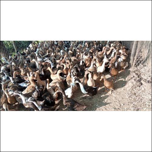 Indian Runner Duck By A TO Z POULTRY SOLUTION