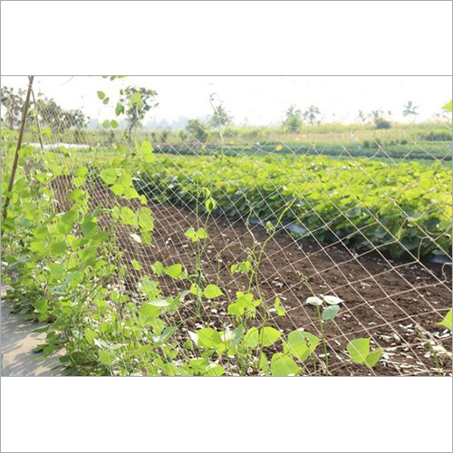 Polyester White Crop Support Net By GROWIT INDIA PRIVATE LIMITED