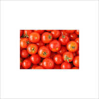 Round Fresh Local Tomato