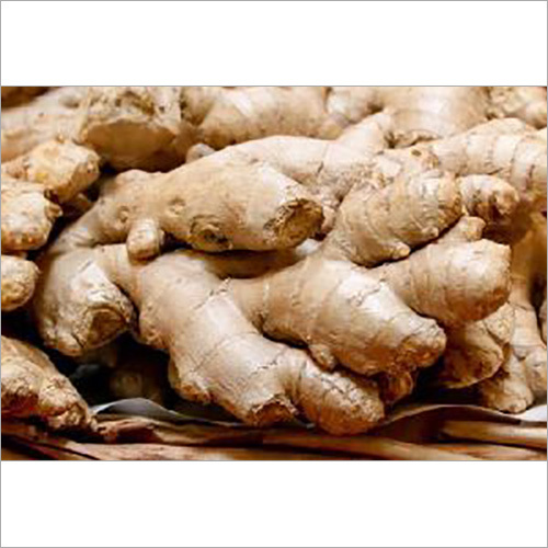 Ginger O Shelf Life: 1-3 Months