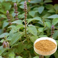 Coleus Forskohlii Extract (20%)