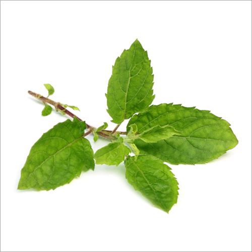 Tulsi Leaves - Fresh Herbal Medicine for Adults | Antioxidant-Rich, Heart-Healthy, Blood Sugar Regulation, Cool Storage