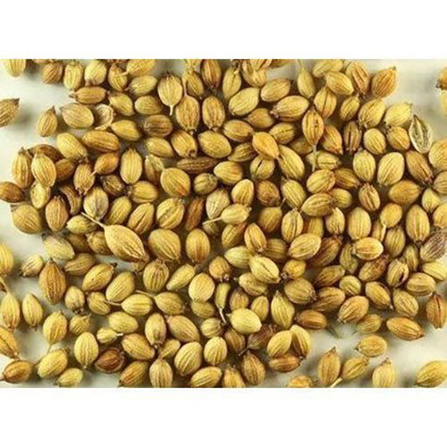 Sun Dried Natural And Organic Coriander Seeds