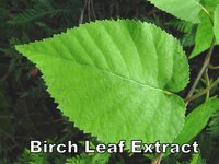 Birch Leaf Extract
