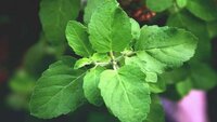 Organic Rama Tulsi Powder