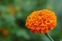 Zeaxanthin / Marigold Extract 5%