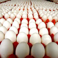 Free Range Eggs