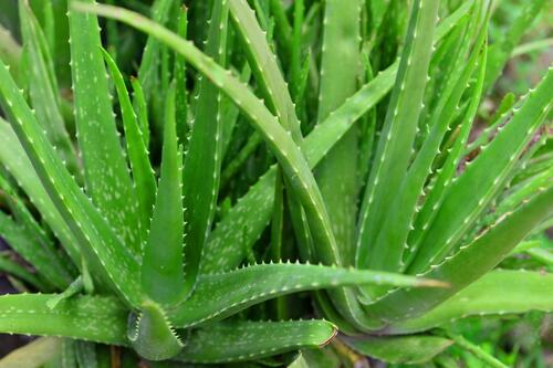 Aloe Vera Plant By MUBARAK NURSERY