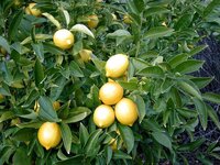 Lemon Plants