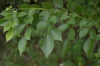 Teak Plants