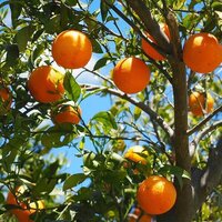 Orange Plants
