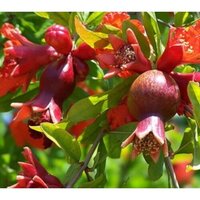 Anar Plants