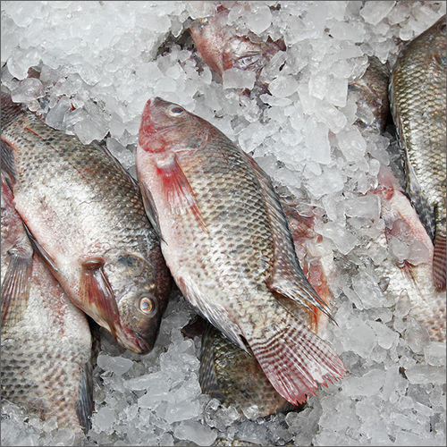 Fresh Frozen Sea Food